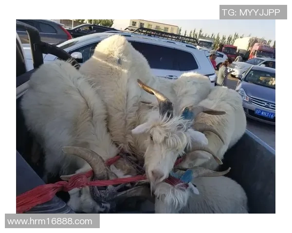 Myrwn羊成功逮捕EddieSupa轻松收尾的精彩瞬间回顾 Myrwn羊成功逮捕EddieSupa轻松收尾的精彩瞬间回顾